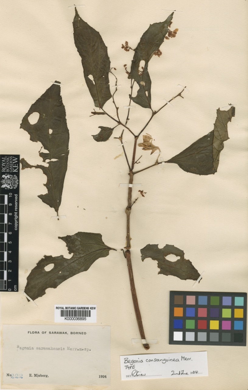 B. consanguinea